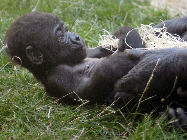 Gorila 2 (Foto: Michael Cizek/AFP)