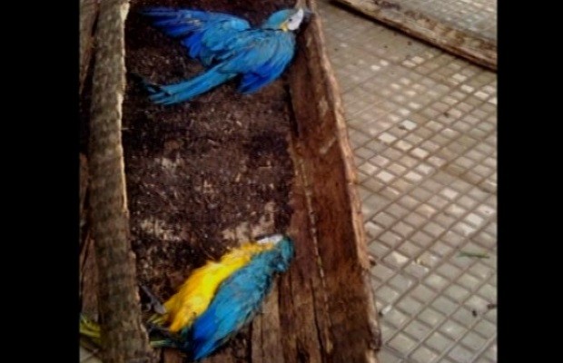 Chuva derruba tronco, deixa uma arara morta e outra ferida, em Rio Verde, Goiás, 2 (Foto: Reprodução / TV Anhanguera)