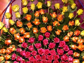 Expoflora Abre Com Jardins Floridos Em Alta Confira Novidades E Fotos Campinas E Regiao G1