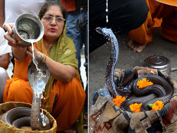 Indianos deram banho de leite em cobras, no domingo (11), durante um ritual hindu em um templo de Amritsar, na Índia. Ritual faz parte do festival Nag-Panchami (Foto: Narinder Nanu/AFP)