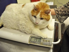 Con qué frecuencia Revelar esta Gato passará por dieta após atingir impressionantes 18 quilos | Planeta  Bizarro | G1