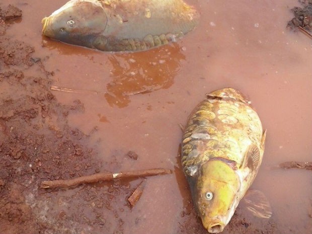 Moradores pescaram peixes com as mãos após lago em Prudentópolis transbordar (Foto: Mauricio Lupepsa)