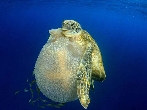 7) Um mergulho matinal nas ilhas Similan deu a Richard Carey a oportunidade de tirar esta foto de uma tartaruga comendo uma água-viva. A imagem venceu na categoria Comportamento Internacional (Foto: Richard Carey/UPY)