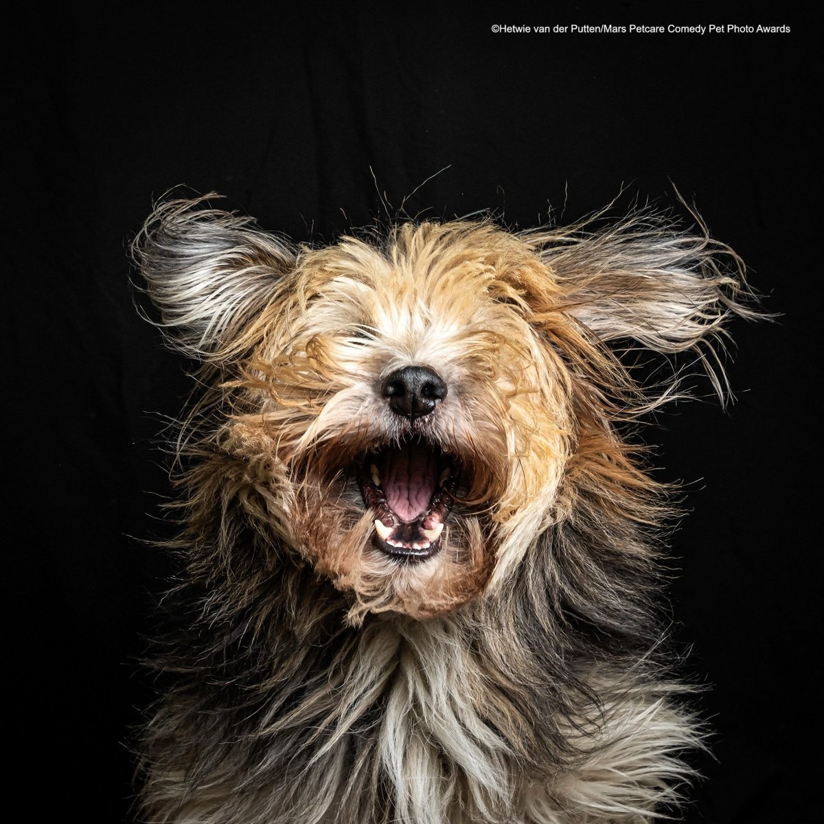 Finalista do concurso de fotos de pets mais engraçadas de 2020 (Foto: Divulgação Mars Petcare Comedy Pet Photo Awards)