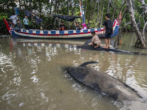 Oito baleias morreram depois de um grupo encalhar na praia de Probolinggo, ao leste da província de Java, na Indonésia, nesta quarta-feira (16) (Foto: Juni Kriswanto / AFP)