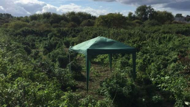 Plantação de maconha descoberta pela polícia em Londres tinha até tenda para descanso (Foto: Met Police/ BBC)