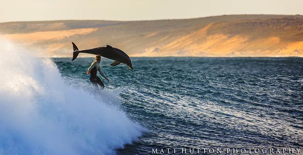 Golfinho salta ao lado de surfista na praia de Jacques Point, em Kalbarri, costa oeste da Austrália (Foto: Divulgação/Matt Hutton)