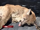 Puma é capturado após ser flagrado em escola na Califórnia