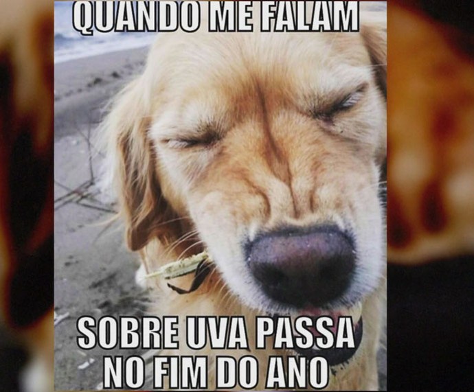 Meme cachorro sobre uva passa (Foto: TV Globo)