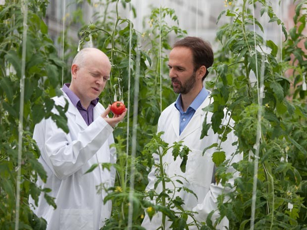 Os pesquisadores Graham Seymour (esq.) e Gerard Bishop (dir.) observam um tomate em uma estufa usada no estudo (Foto: Universidade de Nottingham/Divulgação)