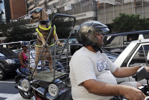 Cão anda na 'garupa' da moto do dono neste domingo (16) em Caracas (Foto: Leo Ramirez/AFP) Cão anda na 'garupa' da moto do dono neste domingo (16) em Caracas (Foto: Leo Ramirez/AFP)