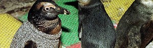 Campanha arrecada suéteres para pinguins (Getty)