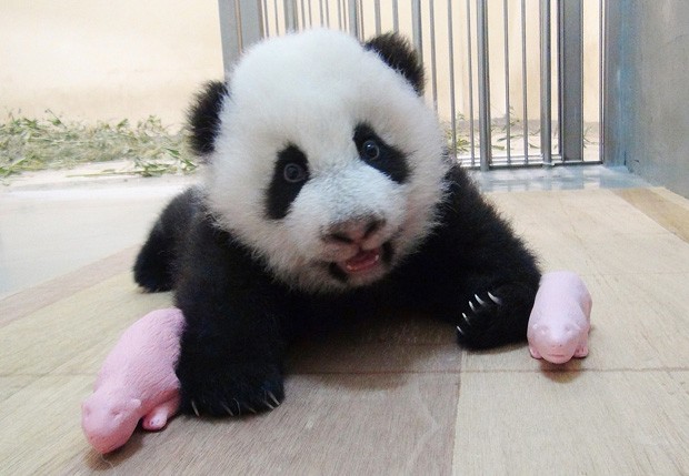 Yuan Zai é o primeiro panda nascido em Taiwan, por isso chama a atenção da imprensa local. (Foto: AFP Photo/Taipei City Zoo)