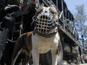 Cães vão ajudar  militares (Foto: GUTO MAIA/BRAZIL PHOTO PRESS/AE)