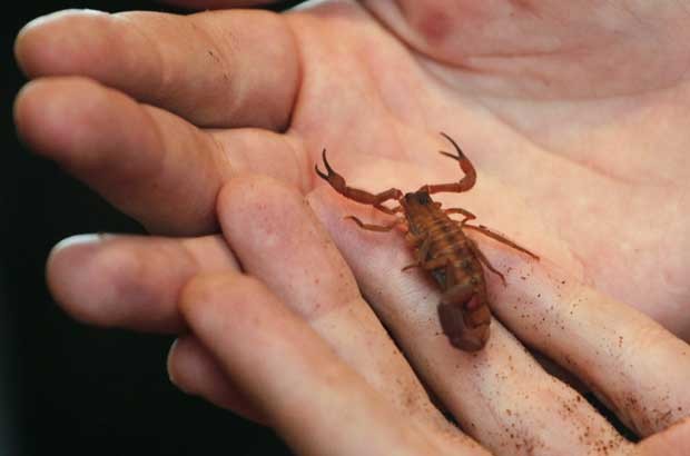 Poções feitas com escorpião são alguns dos remédios vendidos. (Foto: Reuters)