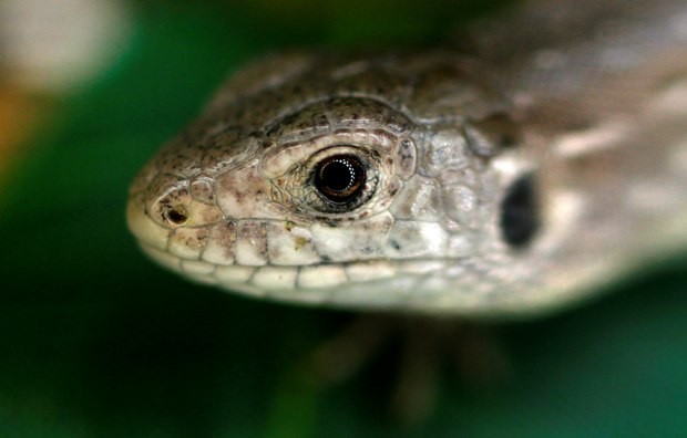 Ao todo, cerca de 9 mil lagartos-ágeis já foram reintroduzidos na natureza por meio de projetos de conservação. (Foto: Reuters/Phil Noble)
