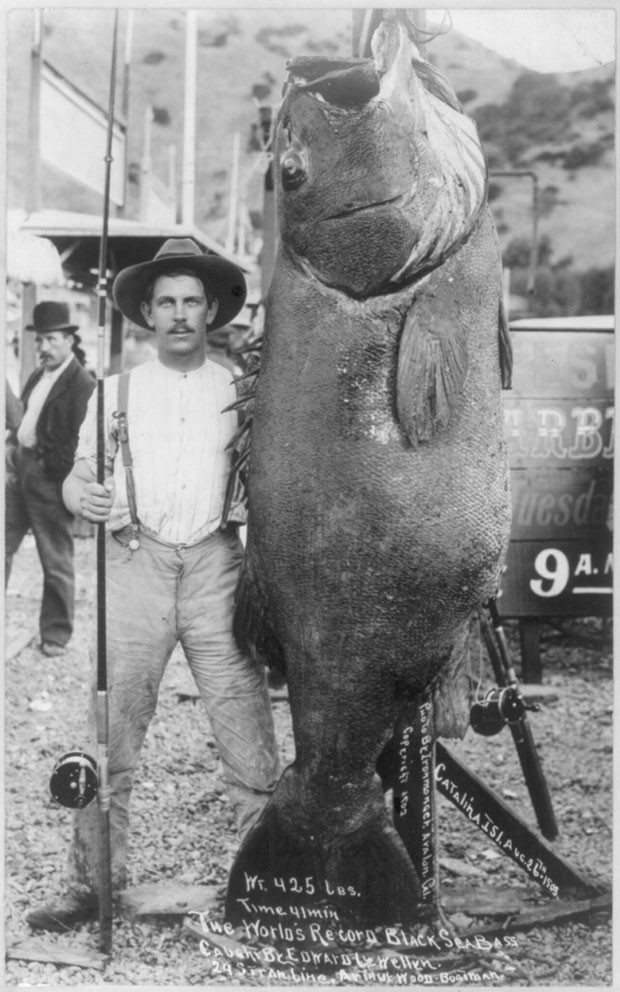 biblioteca do Congresso dos EUA divulgou na quinta-feira (1º) a imagem de um peixe enorme que foi fisgado pelo pescador Edward Llewellen há mais de 100 anos (Foto: Library of Congress/Reuters )