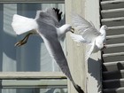 Gaivota ataca pomba da paz do papa Bento XVI Gaivota ataca pomba da paz do papa Bento XVI
