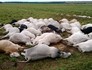 Raio mata 51 cabeças de gado no Tocantins (Divulgação/João Damasceno de Sá Filho)