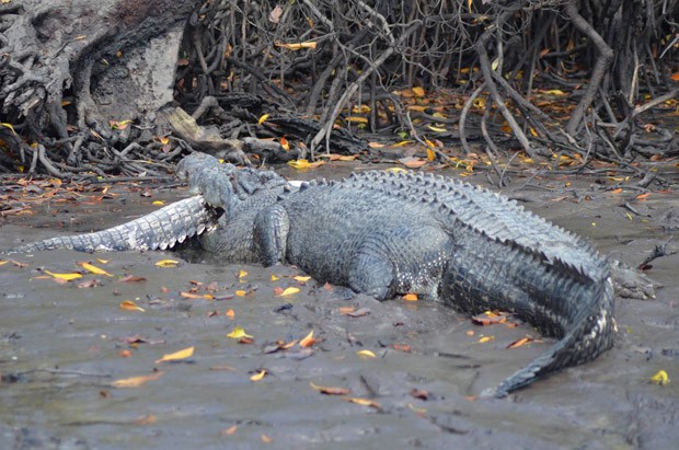 Cena de crocodilo devorando outro crocodilo foi registrada pelo pescador Warren Smith, na Austrália (Foto: Reprodução/Facebook/Warren Smith)