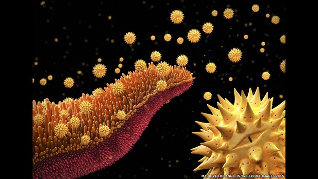  Imagem é ilustração de grãos de pólen sendo liberados de uma flor da família Asteraceae, da qual fazem parte o girassol e a margarida  (Foto: Maurizio de Angelis/Wellcome Images 2015)