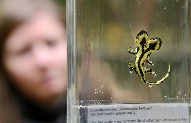 Uma salamandra-de-fogo morta de duas cabeças é exibida em um espaço de coleções científicas da universidade de Halle, na Alemanha. A salamandra de sete centímetros foi criada por um produtor na cidade alemã de Plauen e viveu como gêmeas siamesas por um ano e meio. (Foto: Jan Woitas/AFP)
