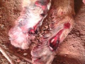 Cão teve ferimentos profundos nas patas em São Francisco de Paula (Foto: Vanessa Trindade/Arquivo Pessoal)