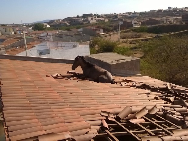 * Se fosse em Janduís era despacho: Cavalo é encontrado em telhado de casa no Sertão da Paraíba.