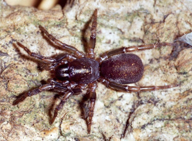 Exemplar da aranha Fufius minusculus, que pode medir até um centímetro de comprimento, que foi descrita por pesquisadores brasileiros (Foto: Divulgação/Rogerio Bertosi)