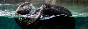 Lontra vira atração em aquário canadense (The Canadian Press/Darryl Dyck/AP)