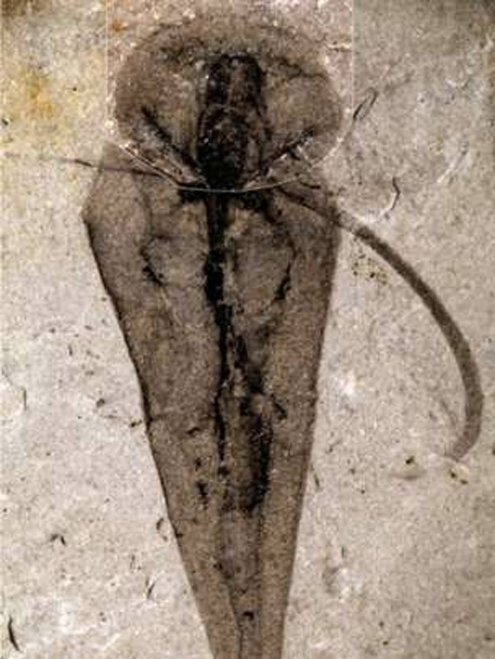 Os novos fósseis do animal foram encontrados no Canadá (Foto: Royal Ontario Museum)