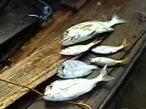 Mortandade ocorre principalmente entre os peixes da espécie salema (Foto: TV Diário/Reprodução)