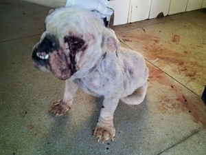 G1 Bulldog Inglês Vítima De Maus Tratos é Resgatado Em Palmas