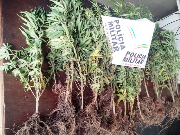 pes-de-maconha-para-de-minas (Foto: (foto: Divulgação/PM)) pes-de-maconha-para-de-minas (Foto: (foto: Divulgação/PM))