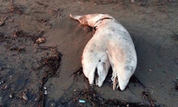 Carcaça de um golfinho de duas cabeças foi encontrada em uma praia na Turquia (Foto: Reprodução/Facebook/Marmara Üniversitesi Nişantaşı Kampüsü)