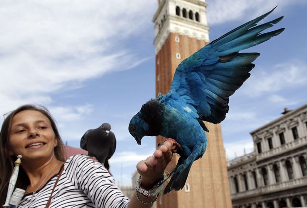 Mulher alimenta pombo azul na Praça São Marcos em Veneza (Foto: Tony Gentile/Reuters)
