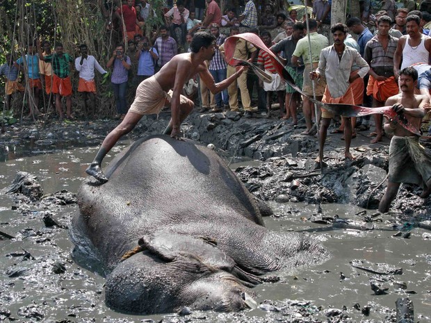 Homem sobe no elefante atolado em terreno pantanoso para tentar retirá-lo do local (Foto: Sivaram V/Reuters)