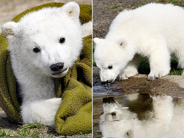 Urso polar Knut em imagem de arquivo de março de 2007 (Foto: Michael Sohn/AP)