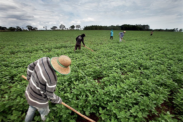 SEMEANDO O MEDO Lavradores trabalham na fazenda de Alcido Fick, em Paso Tuya. Eles também são ameaçados pelo EPP  (Foto: Rogério Cassimiro)
