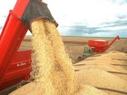 Brasil avança nas exportações de soja para China 