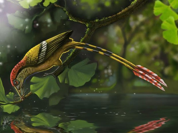 Representação artística mostra como seria a ave fossilizada encontrada no Brasil (Foto: Deverson Pepi/Nature Communications)