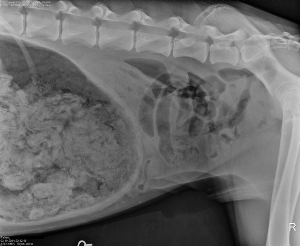 Raio-X de um cão que havia comido incríveis 43,5 meias ficou em terceiro (Foto: DoveLewis Emergency Animal Hospital/AP)