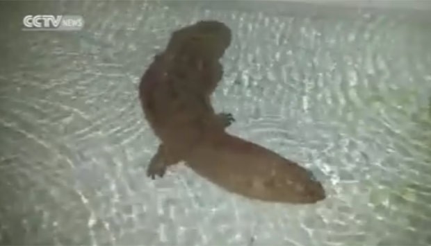 Salamandra gigante foi encontrada em caverna em Chongqing, na China (Foto: Reprodução/Facebook/CCTVNews)