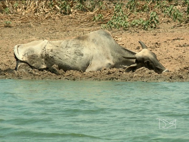 A seca no Maranhão é a mais rigorosa dos últimos 30 anos (Foto: Reprodução/TV Mirante) A seca no Maranhão é a mais rigorosa dos últimos 30 anos (Foto: Reprodução/TV Mirante)