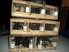 Homem é multado em R$ 21 mil ao  transportar mais de 40 pássaros