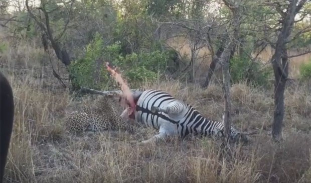 Leopardo se assustou após carcaça de zebra 'estourar' (Foto: Reprodução/YouTube/Kruger Sightings)