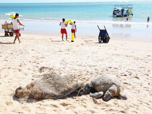 Um tartaruga marinha foi encontrada morta na manhã desta terça-feira (11) na Praia de Tambaú em João Pessoa. Cordas e uma rede de pesca foram encontradas ao lado do animal. A suspeita é que ela tenha ficado presa na rede e morrido (Foto: Walter Paparazzo/G1)
