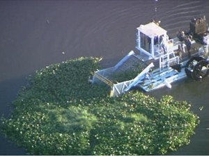 Barco faz retirada de aguapé do Lago Paranoá (Foto: TV Globo/ Reprodução)