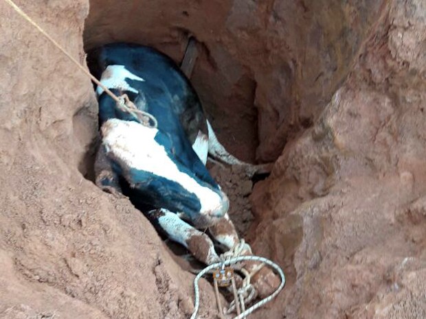 Vaca foi resgatada dentro de buraco de mais de dois metros de profundidade, em Varginha (Foto: Corpo de Bombeiros)