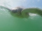 Fotógrafo flagra tartaruga marinha nadando em praia de Guarujá; vídeo